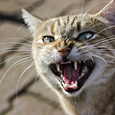 Roaring Cat